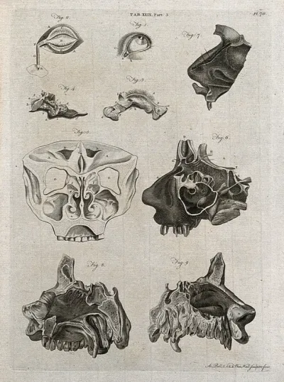 The eye, the tear duct, and the nose: nine figures
