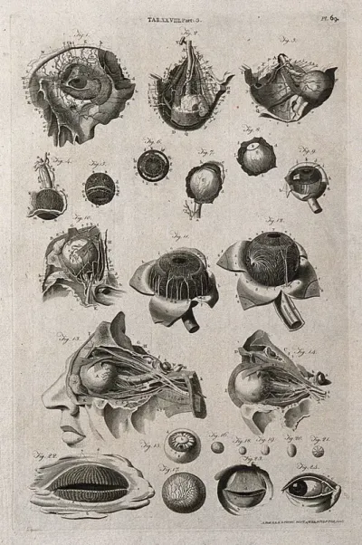 The eye: twenty-four figures