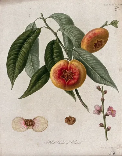 The flat peach of China (Prunus persica cv.): fruiting branch, flowers and cut fruit