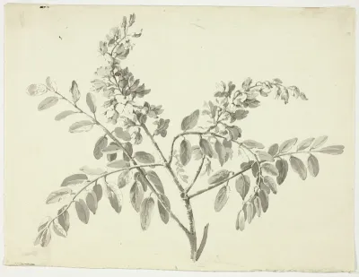 The Flowering Branch