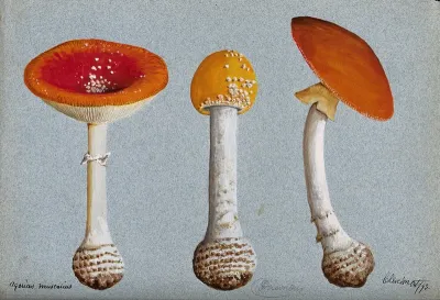 The fly agaric fungus (Amanita muscaria): three fruiting bodies