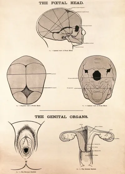 The foetal head and female genital organs