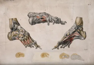 The foot: three diagrams showing the muscles, tendons and bones