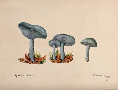 The fragrant agaric or aniseed toadstool (Clitocybe odora): four fruiting bodies