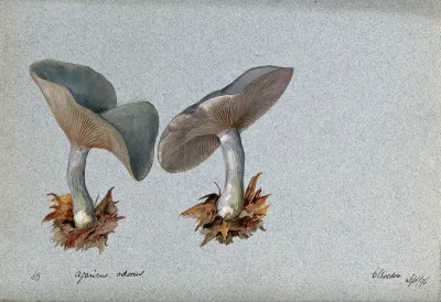 The fragrant agaric or aniseed toadstool (Clitocybe odora): two fruiting bodies