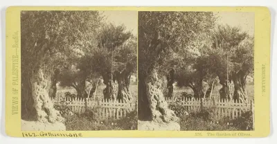 The Garden of Olives, Jerusalem, No. 576 from the series "Views of Palestine"