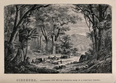 The gathering and drying of cinchona bark in a Peruvian forest