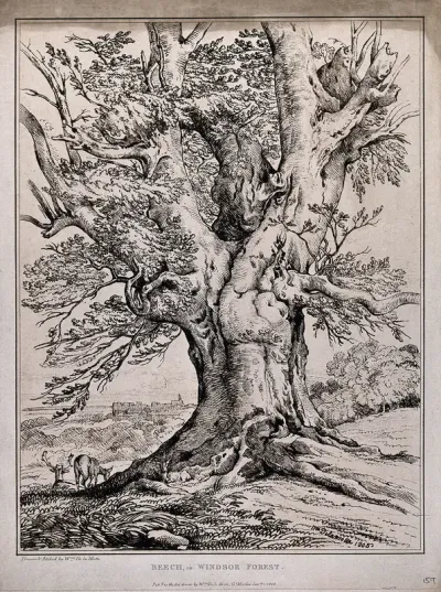 The gnarled trunk of a beech tree (Fagus sylvatica L.) in Windsor forest, with deer and castle in distance