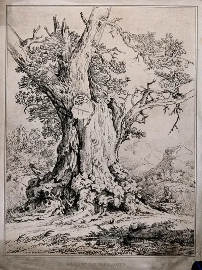 The gnarled trunk of an old oak tree (Quercus robur L.) in Rycot Park, Oxfordshire