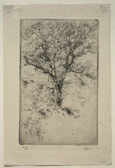 The Great Oak Tree, Monte Oliveto
