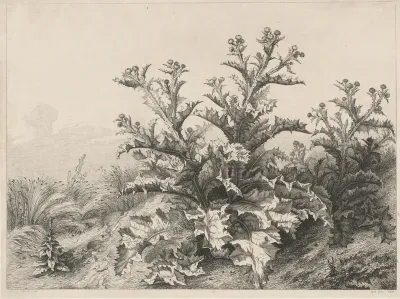 The Great Thistle (Le Grand Chardon)