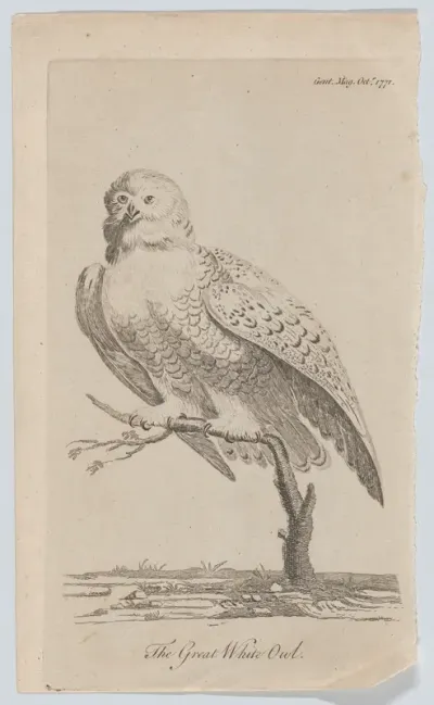 The Great White Owl