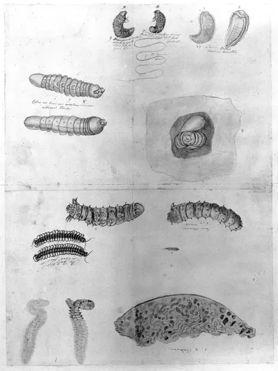 The guinea worm and insects of central America