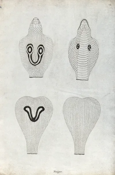 The head and expanded neck of Nagoo, an Indian snake
