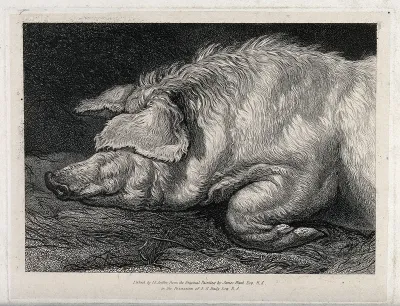 The head and front leg of a sleeping pig