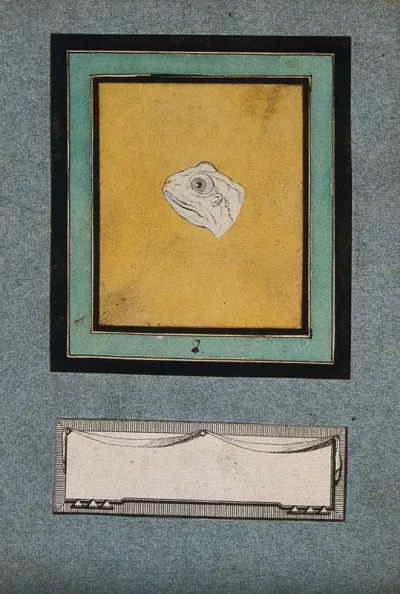 The head of a frog, in the early stages of a physiognomic metamorphosis into an ideal head of Apollo