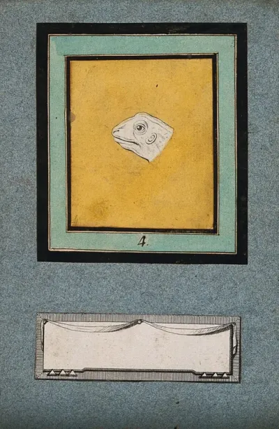The head of a frog, in the fourth stage of a physiognomic metamorphosis into an ideal head of Apollo