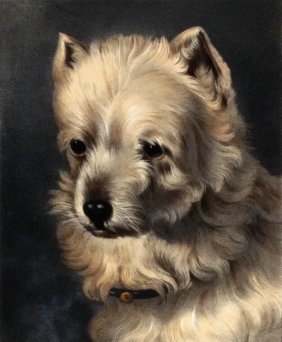 The head of a griffon dog