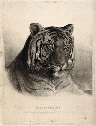 The head of a tigress (Felis tigris)