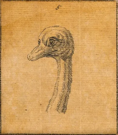 The head of an ostrich