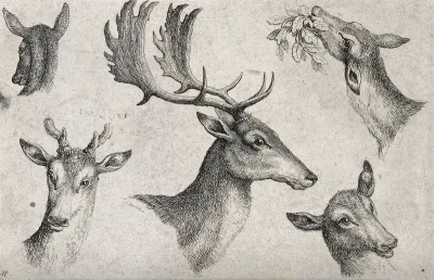 The heads of three hinds, one young male deer and a mature stag