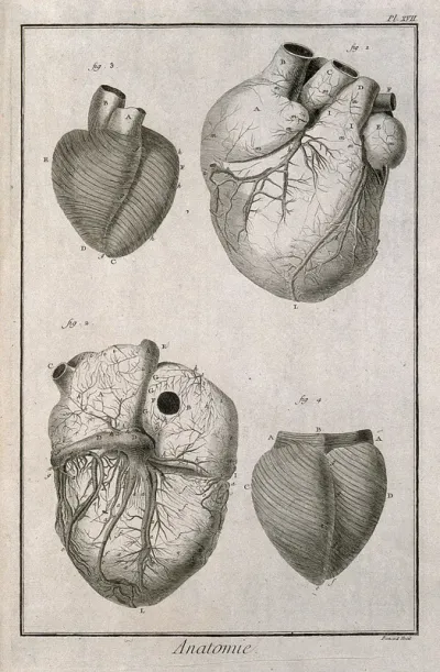 The heart and its muscle fibres, after Senac