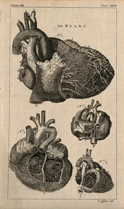 The heart: four figures