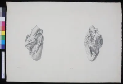 The heart (two views)