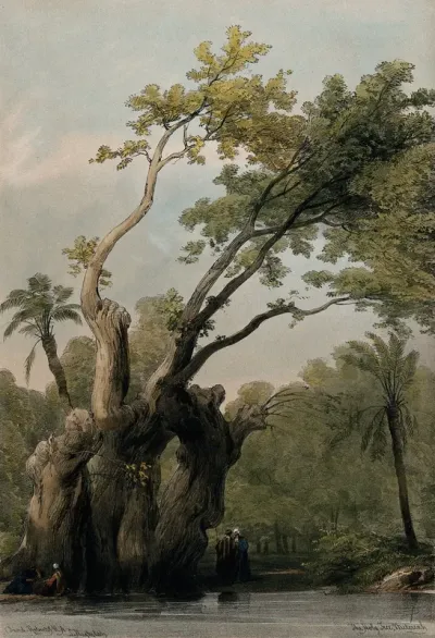 The Holy Tree of Meterah, Egypt