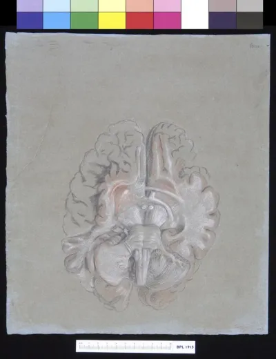 The human brain, seen from below
