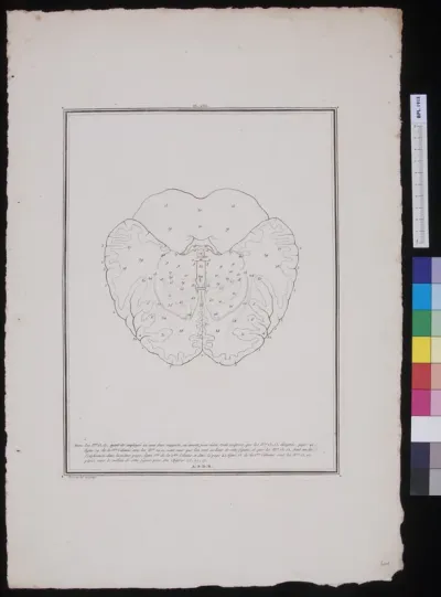 The human brain