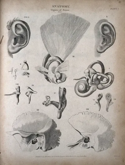 The human ear: thirteen figures showing the anatomy of the ear