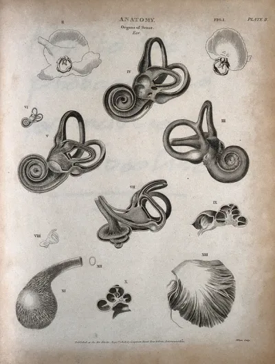 The human ear: thirteen figures showing the anatomy of the inner ear