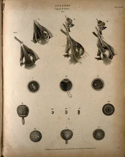 The human eye: fifteen figures, showing dissections of the eye