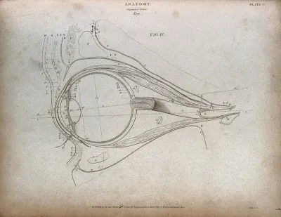 The human eye: outline diagram showing a cross-section through the eye