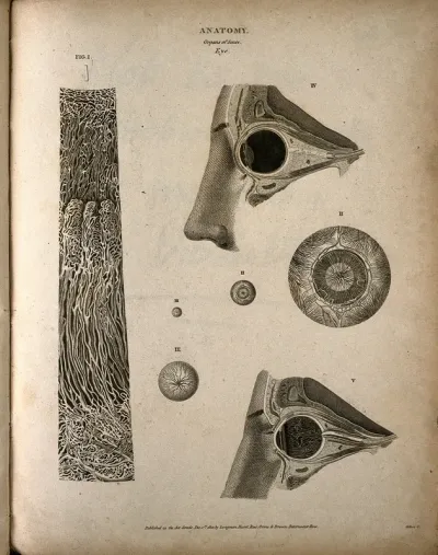 The human eye: seven figures, including cross-sections through the head, and microscopic images of the structure of the eye