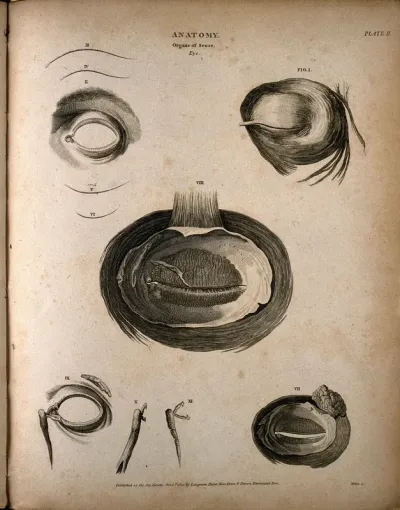 The human eye: seven figures, showing the internal and external musculature surrounding the eye