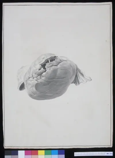 The human heart