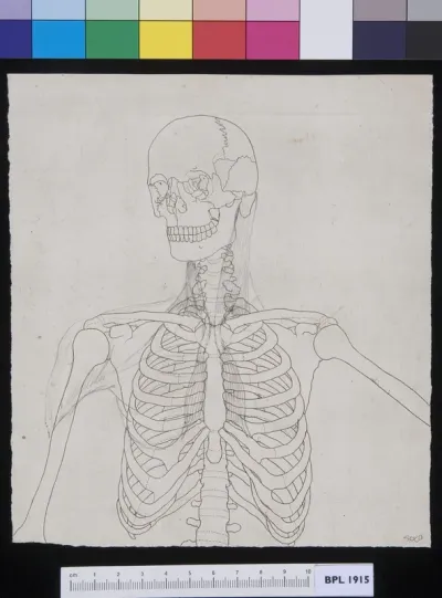 The human skeleton, upper part