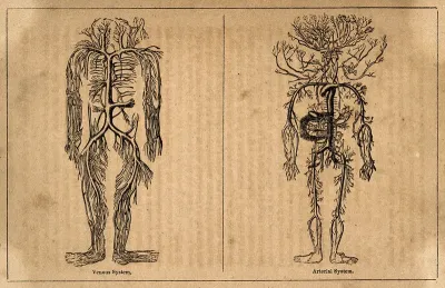 The human venous and arterial systems