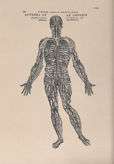 The human venous system
