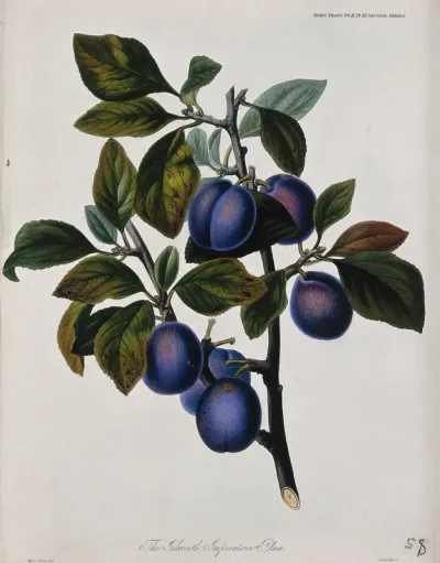 The Ickworth Imperatrice plum (Prunus domestica cv.): fruiting branch