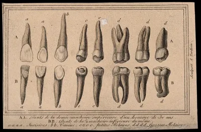 The incisors, canines, small and large molars of an adult human