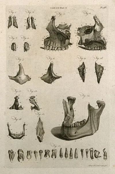 The jawbone and teeth