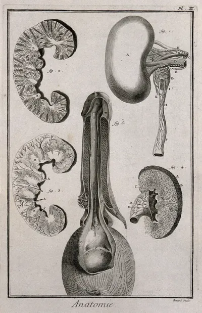 The kidney (figs 1-4), bladder and penis (fig