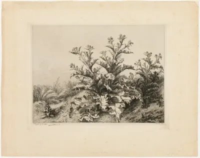 The Large Thistle, plate three from Les quatres grandes plantes