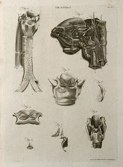 The larynx, its nerves, cartilages and related parts: eight figures