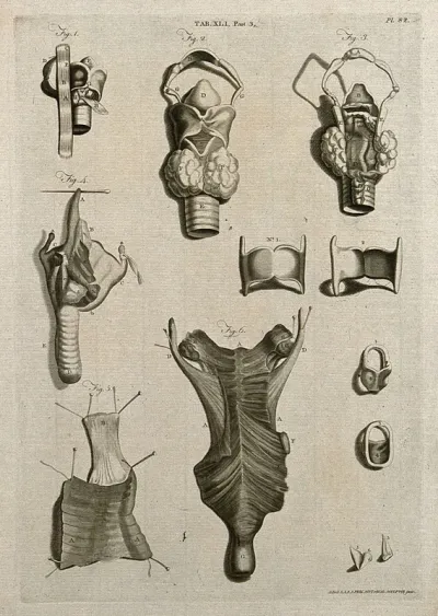 The larynx, trachea, thyroid gland and related parts of the throat: six figures and six lesser figures
