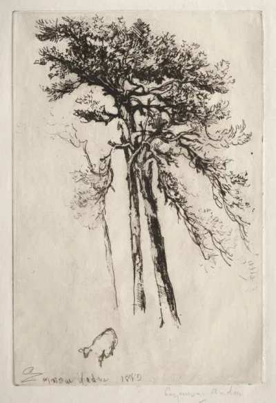 The Latest Tree