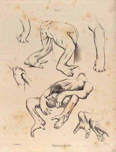 The limbs, hands and feet of a male gorilla